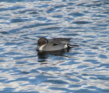 Among the 200 or so mallards wintering at the Gardiner waterfront this year is this gorgeous male northern pintail. (Photo courtesy of Jeff Wells)