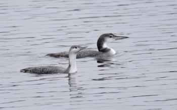 Red-throated loons are smaller and paler in their winter plumage than common loons, and they hold their bill tilted up. The bird on the left is a red-throated loon and the one on the right is a common loon. (Photo by Andy Reago & Chrissy McClarren courtesy of Wikimedia Commons)