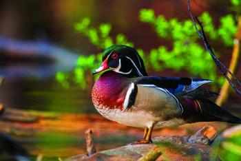 male wood duck in the shallow waters of Bear Pond