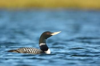 The yellow-billed loon in breeding plumage is a stunner. Maine is lucky to have had one documented record of this species that normally occurs in winter along the coast from Alaska south to Washington State. (Photo by Ryan Askren,  USGS, Alaska Science Center, courtesy of Wikimedia Commons)