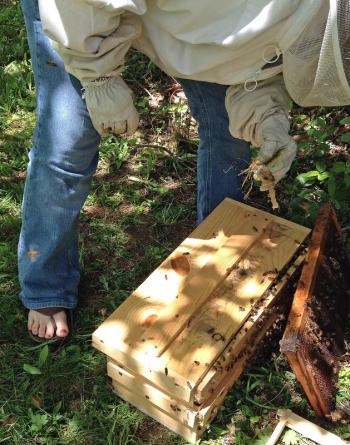 Bee inspection. (Photo Merryspring Nature Center)