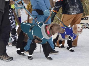 Most dogs were prepared for the cold, but these were especially so. (Photo by Lynda Clancy) (Photo by Lynda Clancy)