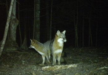Foxes
