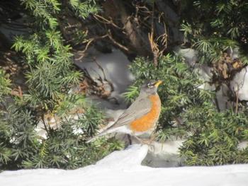 Some people are surprised to learn the some American robins are around during winter, feeding off dried fruit instead of worms. This year's Great Backyard Bird Count will help to understand just how widespread they are this winter, not only in Maine but across the U.S. and Canada. (Photo courtesy of Jeff Wells)