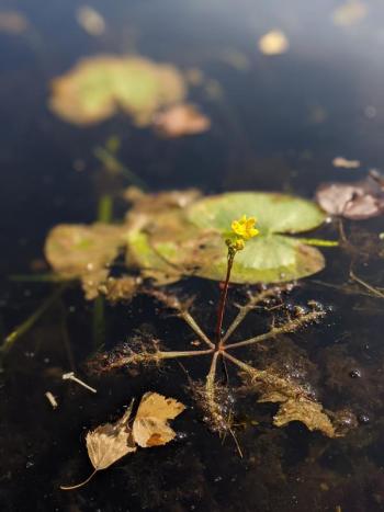 Swollen Bladderwort (Utricularia inflata) is an aquatic invasive plant now found in Maine. (Photo by Debbie Broderick)