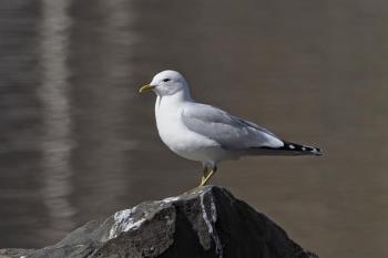 A common gull photographed where it's supposed to be—in this case, within its breeding range in Finland. The banded common gull that was recently found several times in Maine may have been hatched somewhere in Europe or Iceland, but it was banded during the non-breeding season in Massachusetts. Photo by Mattivirtala, courtesy Wikimedia Commons