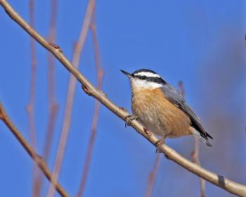 Red breasted nuthatch. (Photo by Nick Lund)