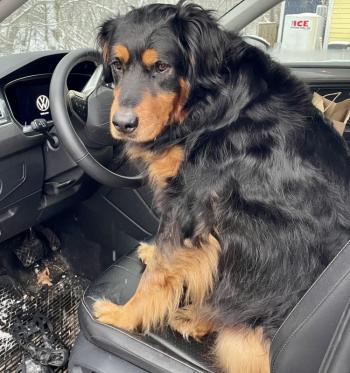 Pippin at the wheel