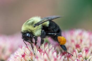 Gardeners can support pollinator resilience in their own backyards by adding crucial food and habitat resources to their gardens. (Photo courtesy University of Maine Cooperative Extension / Edwin Remsberg)