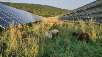 sheep graze amid solar panels. 