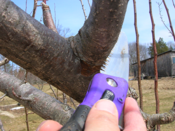 (Photo courtesy University of Maine and UMaine Cooperative Extension/Renae Moran)