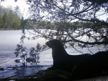 Otter