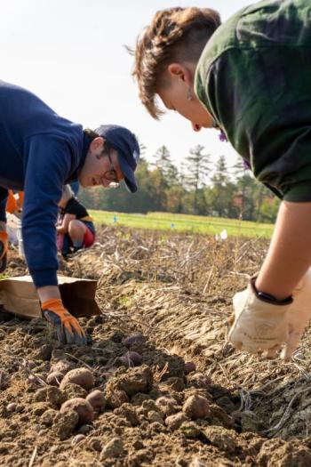 Brett Johnson, Extension sustainable agriculture and farm business management educator, harvests specialty potatoes at the UMaine Rogers Farm Research Facility in Old Town. (Photo courtesy University of Maine Cooperative Extension)
