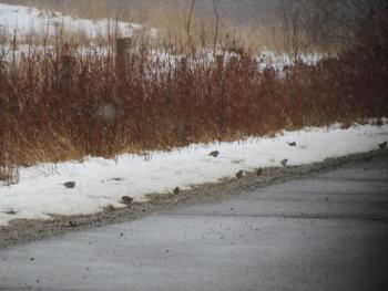 While birding following the recent snowstorm, the authors noted large flocks of sparrows along roadsides. Courtesy of Jeff Wells