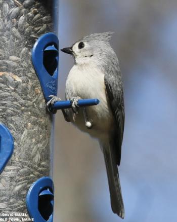 As spring approaches, the singing of the tufted titmouse becomes more prominent, often resulting in "song dueling." Courtesy of David Small As spring approaches, the singing of the tufted titmouse becomes more prominent, often resulting in "song dueling." (Photo courtesy of David Small)