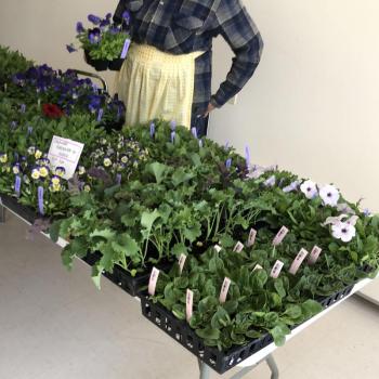 The annual organic seedlings are provided by Villageside Farm with all proceeds going to the Hospice Volunteers of Waldo County. (Photo courtesy Laura Pierpont)
The annual organic seedlings are provided by Villageside Farm with all proceeds going to the Hospice Volunteers of Waldo County. (Photo courtesy Laura Pierpont)