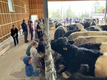Inside Aldermere's Program Barn during the 2024 Calf Unveiling Day. (Photo by Aaron Englander)