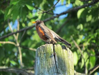 During a pre-dawn start to the day, the American robin was the only bird singing. By the time the sun rose, there was a symphony of bird song. (Photo courtesy of Jeff Wells)