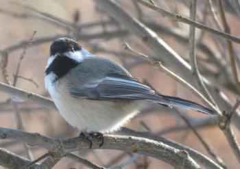Adding to the bird song symphony are chickadee alarm calls when they see hawk in the area. Courtesy of Jeff Wells Adding to the bird song symphony are chickadee alarm calls when they see hawk in the area. (Photo courtesy of Jeff Wells)