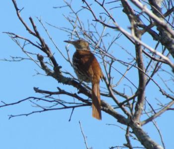 Brown thrashers are closely related to mockingbirds and are also excellent mimics. (Photo courtesy of Jeff Wells)