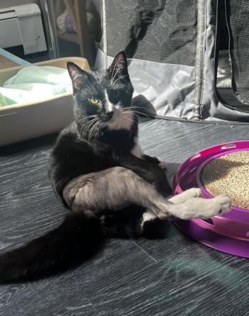  Catthiew. (Photo courtesy Pope Memorial Humane Society)
