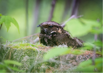 Common Nighthawk. (Photo by Logan Parker)