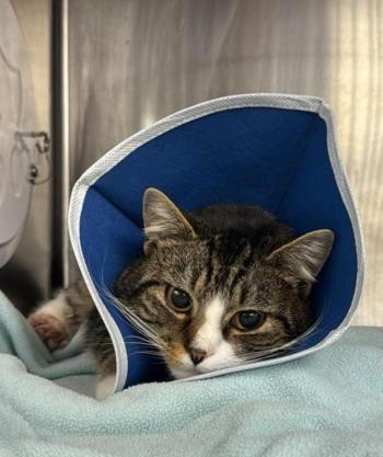  Cupid. (Photo courtesy Pope Memorial Humane Society)