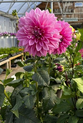 Dahlias. (Photo courtesy Merryspring Nature Center)