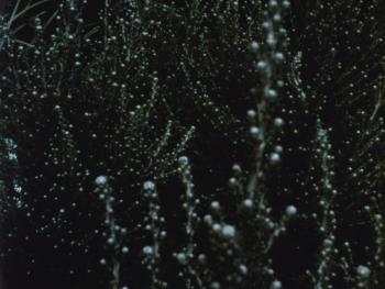 Film still from Ode. (Photo courtesy Strand Theatre)