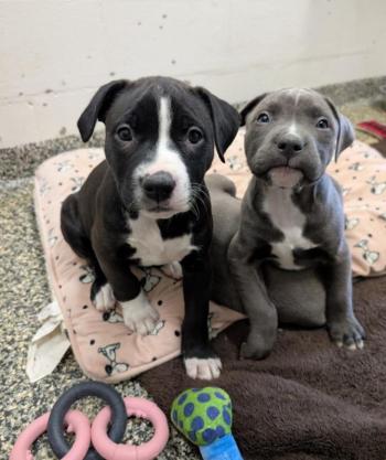  Dotty's Puppies. (Photo courtesy Pope Memorial Humane Society)