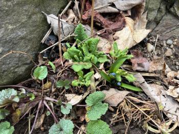 Cowslip