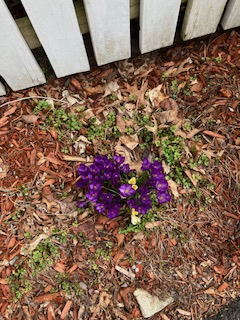 Crocuses (Photo courtesy Susan Kanellakis) c