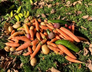 carrots (Photo by Lynda Clancy)