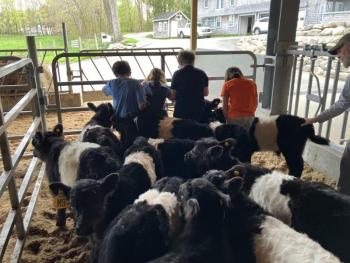 The 2024 Spring Farm Hands participants practice haltering Aldermere Farm's Belted Galloway calves. (Photo courtesy MCHT)