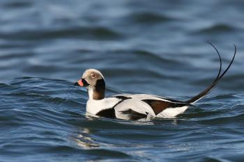 Some long-tailed ducks migrate from the Maine coast to the Nunavut Territory thousands of miles to the North in order to nest. The official adoption of the Nunavut Land Use Plan will be crucial to ensuring their breeding grounds remain intact and healthy. Photo by Wolfgang Wander, courtesy of Wikimedia Commons Some long-tailed ducks migrate from the Maine coast to the Nunavut Territory thousands of miles to the North in order to nest. The official adoption of the Nunavut Land Use Plan will be crucial to ensuring their breeding grounds remain intact and healthy. (Photo by Wolfgang Wander, courtesy of Wikimedia Commons.)