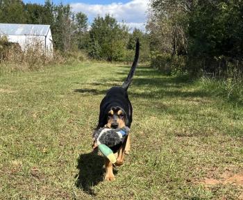 Millie, a young Texas-born Bloodhound, who now is an official member of the Maine State Police K-9 unit, found a missing Rockport woman just after midnight April 24 in a garage. (Photo courtesy MSP Specialist Eric Sucy) d