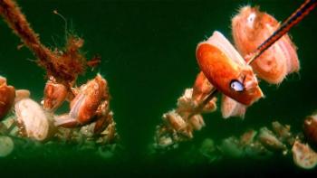 cAtlantic sea scallops are attached to ear-hanging lines underwater. Photo by Christopher Noren