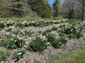 Springtime garden at Merryspring. (Photo courtesy Merryspring Nature Center)