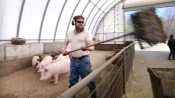 man cleaning pig stall