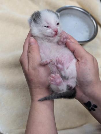 Talico's Kitten. (Photo courtesy Pope Memorial Humane Society)
