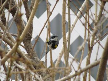 Yellow-rumped warblers are among the newly arrived bird species the authors have been enjoying during morning walks with their dog. (Photo courtesy of Jeff Wells)