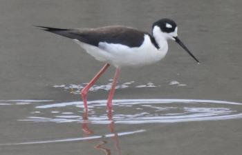 Black-neck stilts are birds of shallow wetlands where they feed on small invertebrates. Courtesy of Ed Flanders Black-neck stilts are birds of shallow wetlands where they feed on small invertebrates. Courtesy of Ed Flanders