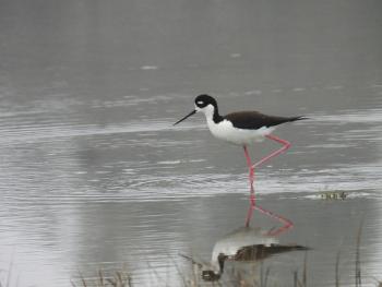 Maine is currently hosting several of the rare-to-the-state black-necked stilt this spring, including in Cape Elizabeth, where this photo was taken. Courtesy of Rob Speirs Maine is currently hosting several of the rare-to-the-state black-necked stilt this spring, including in Cape Elizabeth, where this photo was taken. Courtesy of Rob Speirs