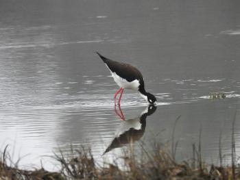 All of the world's stilt species have long, pink legs; black bill, and striking white and/or black plumage. Courtesy of Rob Speirs All of the world's stilt species have long, pink legs; black bill, and striking white and/or black plumage. Courtesy of Rob Speirs