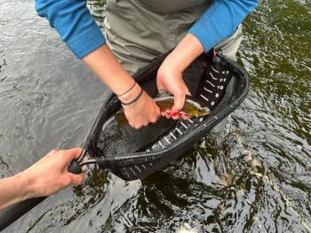 A small brookie caught by a beginning angler last spring on the St. George. (Photo courtesy Carmen Bombeke)