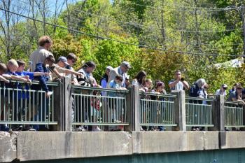 Attendees at Warren's Memorial Day Ceremony 2025 help scouts toss flowers off of the bridge on Main Street. (Photo by Sarah Thompson)