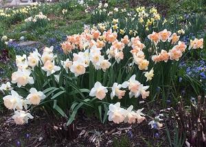 Daffodils at Merryspring. (Photo courtesy Merryspring Nature Center)
