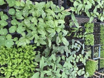 Seedlings ready for planting. (Photo courtesy Merryspring Nature Center)