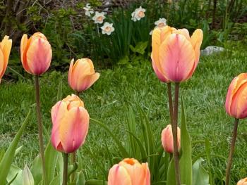 Gilbert Adams Central Park tulips (Photo courtesy Carolyn Kanicki) c