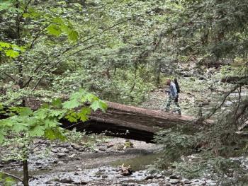 Sasquatch